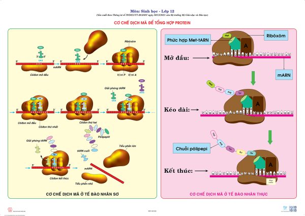 CƠ CHẾ DỊCH MÃ ĐỂ TỔNG HỢP PROTEIN