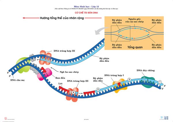 CƠ CHẾ TÁI BẢN DNA